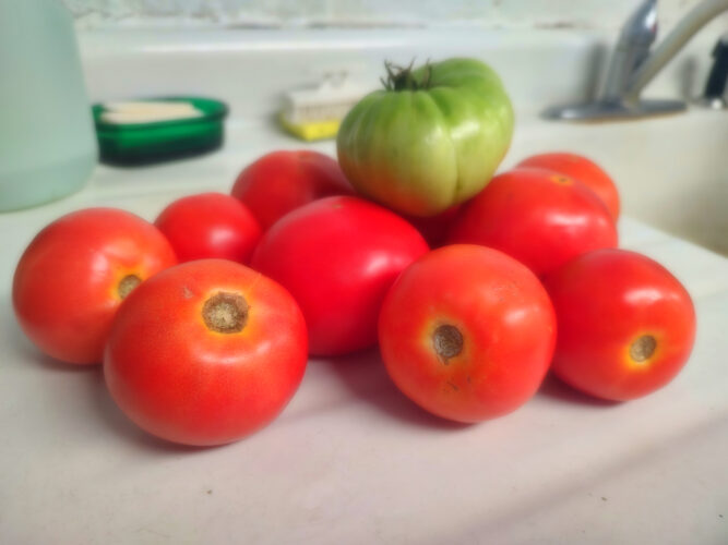 Virginia Tomato Fever